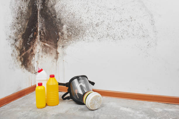 Best Toxic Mold Removal  in Little Canada, MN