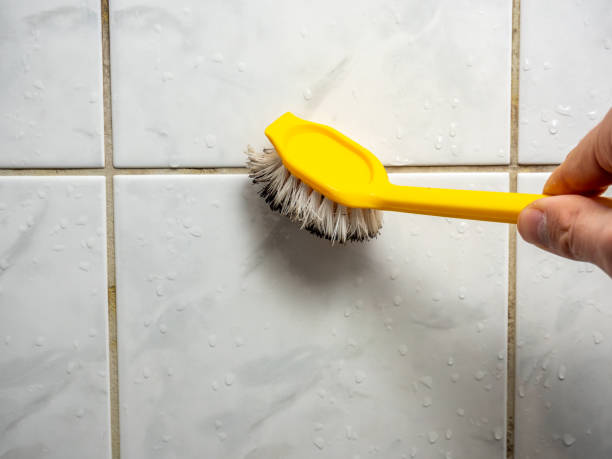 Best Professional Mold Removal  in Little Canada, MN