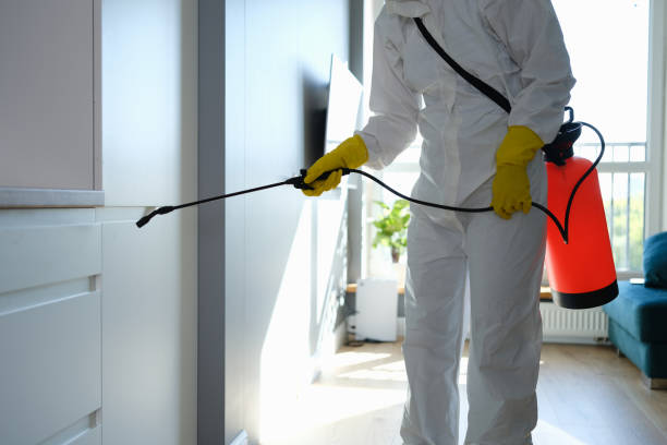 Best Emergency Mold Removal  in Little Canada, MN
