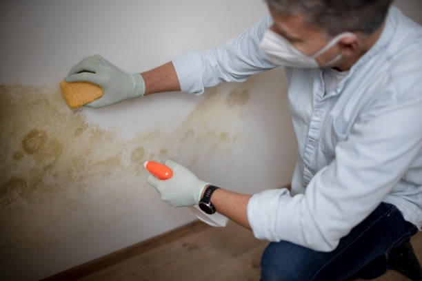Professional Mold Removal in Little Canada, MN