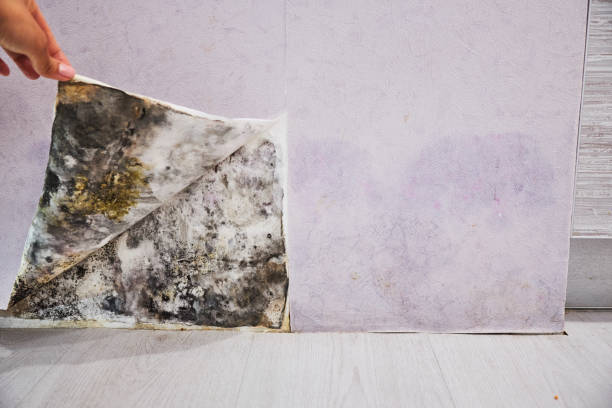 Best Mold Removal Specialists  in Little Canada, MN